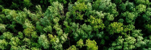 Green trees in a forest from above