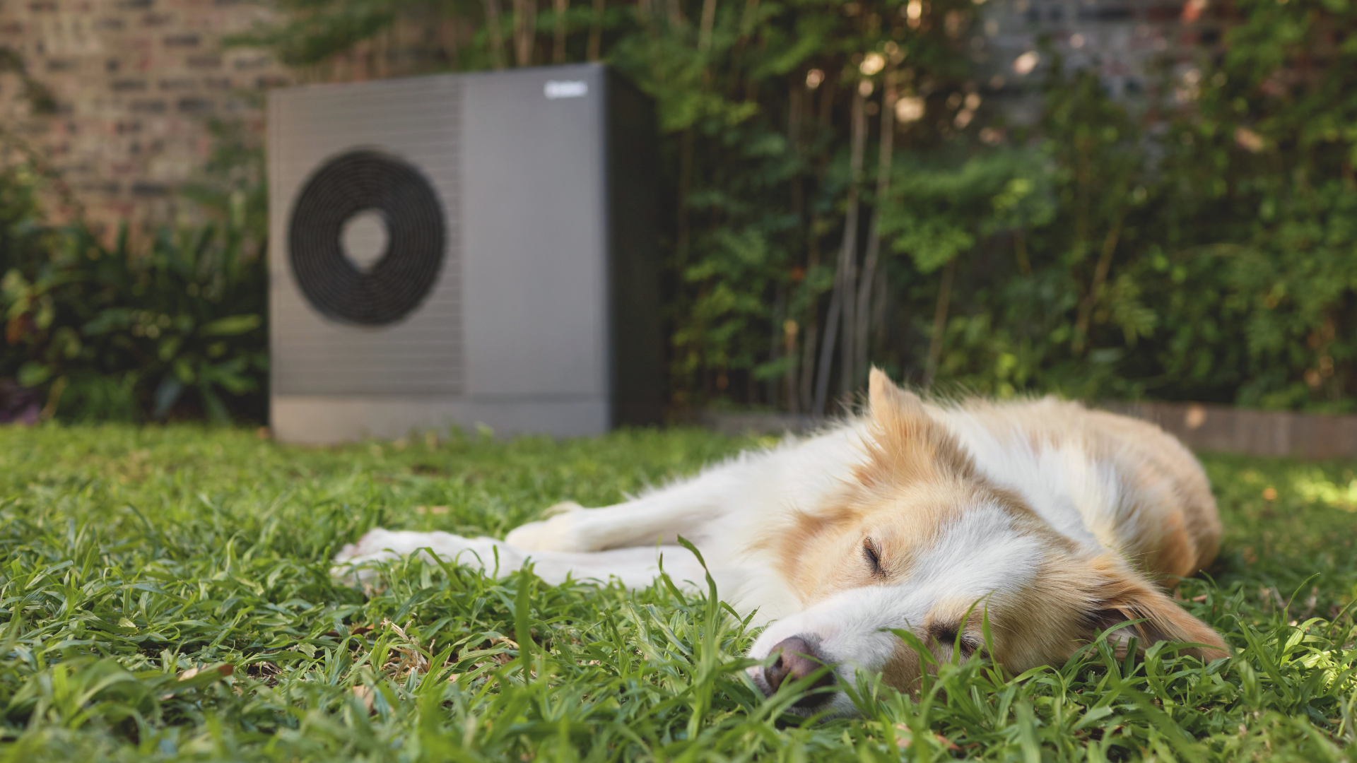 dog asleep on the grass with a heat pump in the background