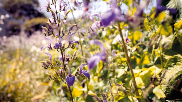 a purple field of flowers